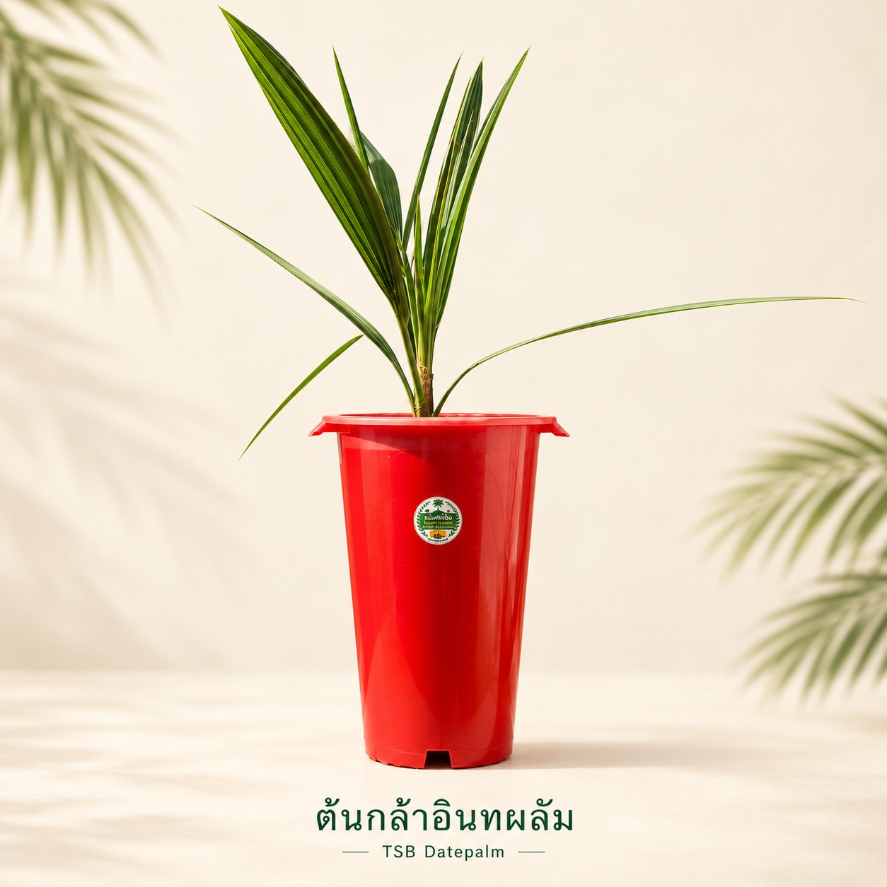 ต้นกล้าอินทผลัม